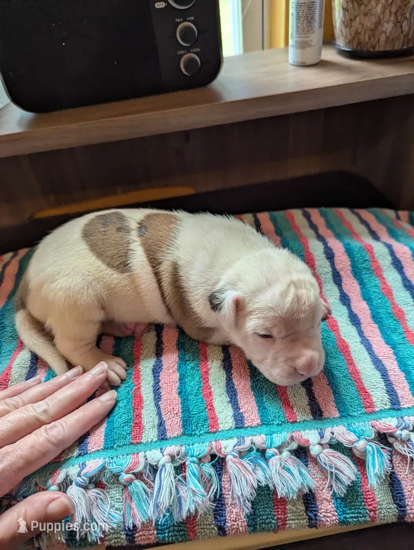 Cooper – American Bulldog puppy for sale in Decatur, TN