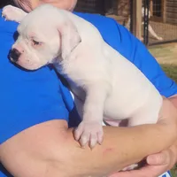 Sammi, a female American Bulldog for sale in Decatur, TN – 6 of 9