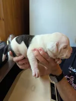 Stella , a female American Bulldog for sale in Decatur, TN – 4 of 6