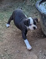 Dolly, a female American Bulldog for sale in Decatur, TN – 5 of 10
