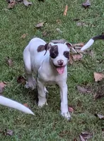 Domino , a female American Bulldog for sale in Decatur, TN – 2 of 9