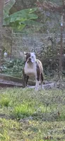 Lola, a female American Bulldog for sale in Decatur, TN – 5 of 6