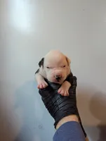 Trudy, a female American Bulldog for sale in Decatur, TN – 2 of 6
