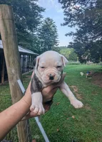 Bonnie , a female American Bulldog for sale in Decatur, TN – 4 of 6