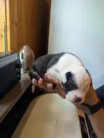 Odin, a male American Bulldog for sale in Decatur, TN – 2 of 5