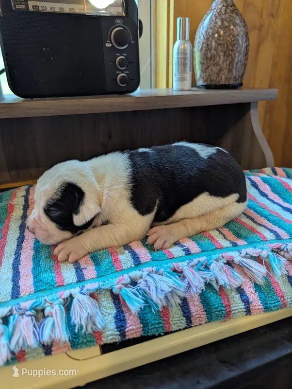 Ellie – American Bulldog puppy for sale in Decatur, TN