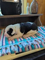 Ellie, a female American Bulldog for sale in Decatur, TN – 1 of 6