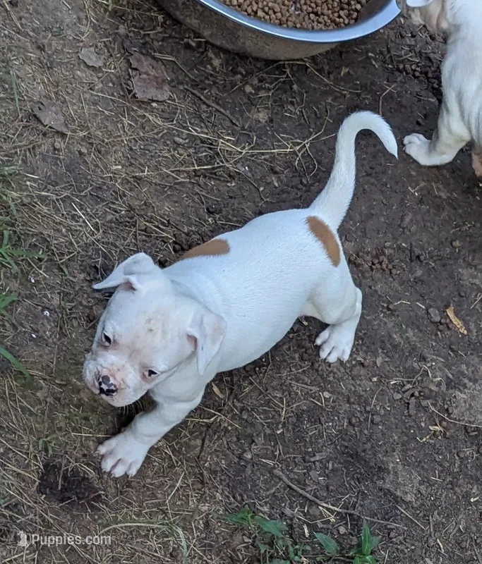 Oscar  – American Bulldog puppy for sale in Decatur, TN