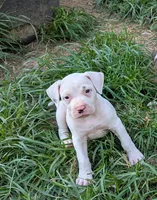 Kodiak , a male American Bulldog for sale in Decatur, TN – 7 of 10