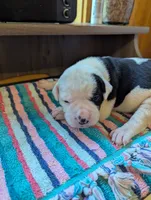 Ellie, a female American Bulldog for sale in Decatur, TN – 3 of 6