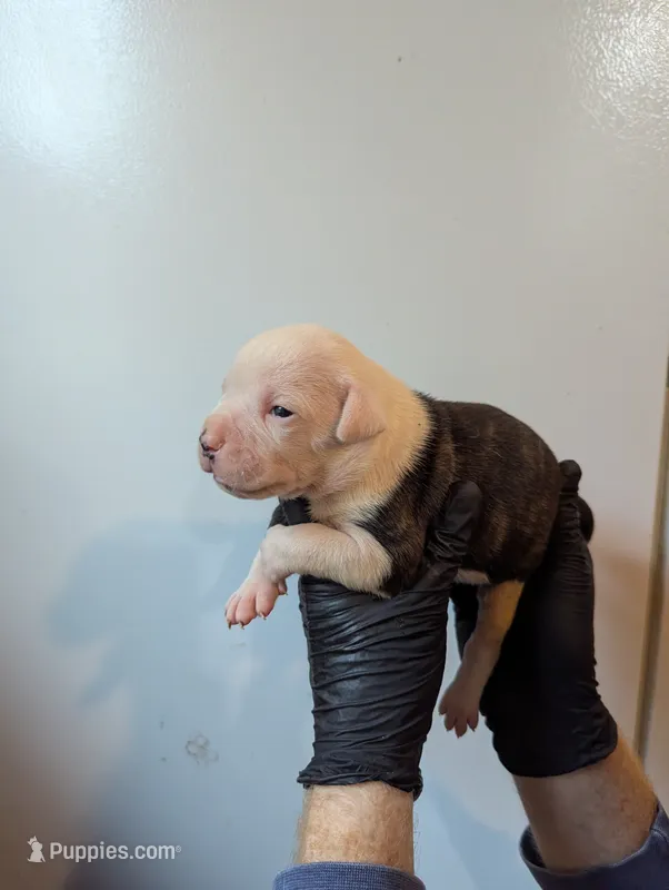Bonnie  – American Bulldog puppy for sale in Decatur, TN