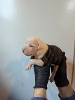 Bonnie , a female American Bulldog for sale in Decatur, TN – 1 of 4