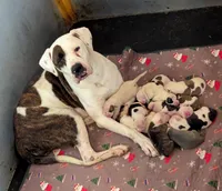 Savannah , a female American Bulldog for sale in Decatur, TN – 3 of 5