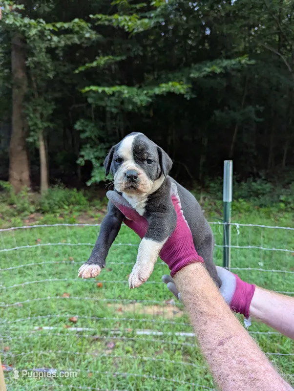 Jade – American Bulldog puppy for sale in Decatur, TN