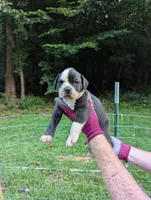 Jade, a female American Bulldog for sale in Decatur, TN – 1 of 7