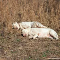 Male, a male American Bulldog for sale in Decatur, TN – Photo 7 of 8