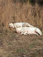 Male, a male American Bulldog for sale in Decatur, TN – Photo 7 of 8