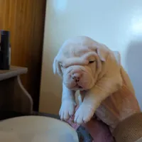 Male, a male American Bulldog for sale in Decatur, TN – Photo 4 of 8