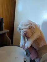 Male, a male American Bulldog for sale in Decatur, TN – Photo 4 of 8