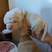 Male, a male American Bulldog for sale in Decatur, TN – Photo 2 of 8