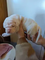 Male, a male American Bulldog for sale in Decatur, TN – Photo 2 of 8