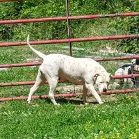 Male, a male American Bulldog for sale in Decatur, TN – Photo 6 of 8