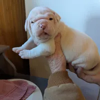 Male, a male American Bulldog for sale in Decatur, TN – Photo 3 of 8