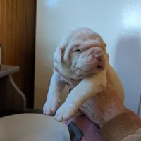 Male, a male American Bulldog for sale in Decatur, TN – Photo 1 of 8