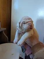 Male, a male American Bulldog for sale in Decatur, TN – Photo 1 of 8