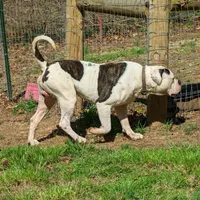 Male, a male American Bulldog for sale in Decatur, TN – Photo 8 of 8