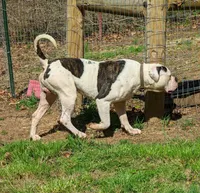 Male, a male American Bulldog for sale in Decatur, TN – Photo 8 of 8