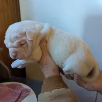 Male, a male American Bulldog for sale in Decatur, TN – Photo 5 of 8