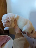 Male, a male American Bulldog for sale in Decatur, TN – Photo 5 of 8