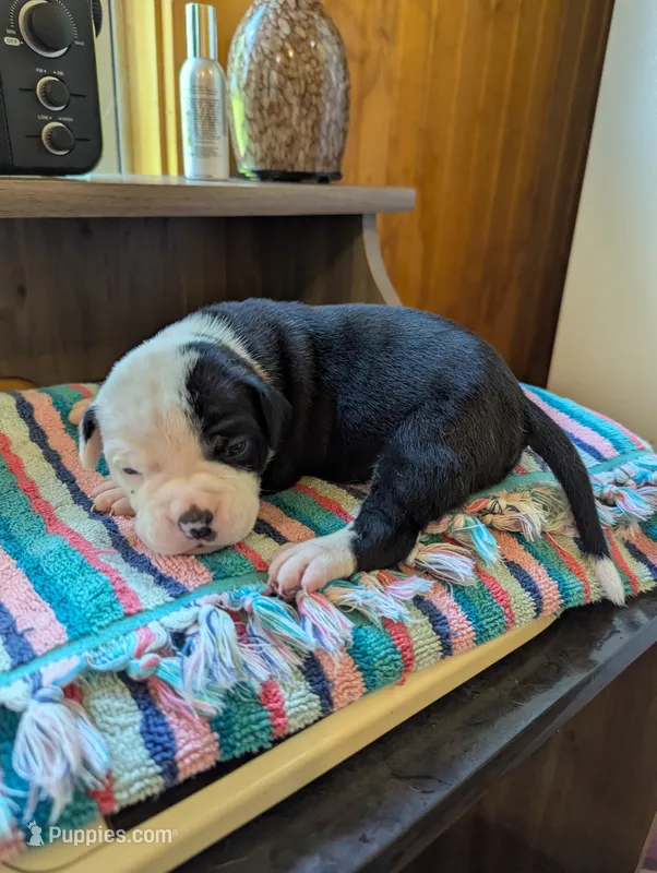 Coco – American Bulldog puppy for sale in Decatur, TN