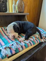 Coco, a female American Bulldog for sale in Decatur, TN – 1 of 6
