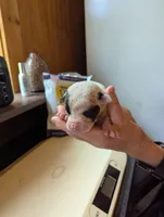 Domino , a female American Bulldog for sale in Decatur, TN – 3 of 6