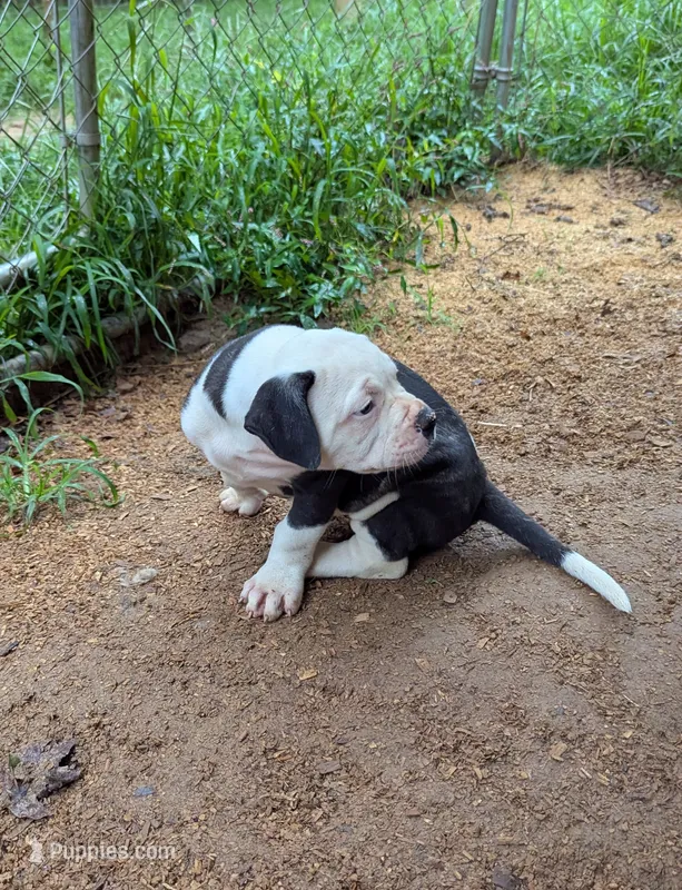 Trudy – American Bulldog puppy for sale in Decatur, TN