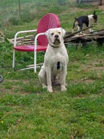 Mia, a female American Bulldog for sale in Decatur, TN – 5 of 5
