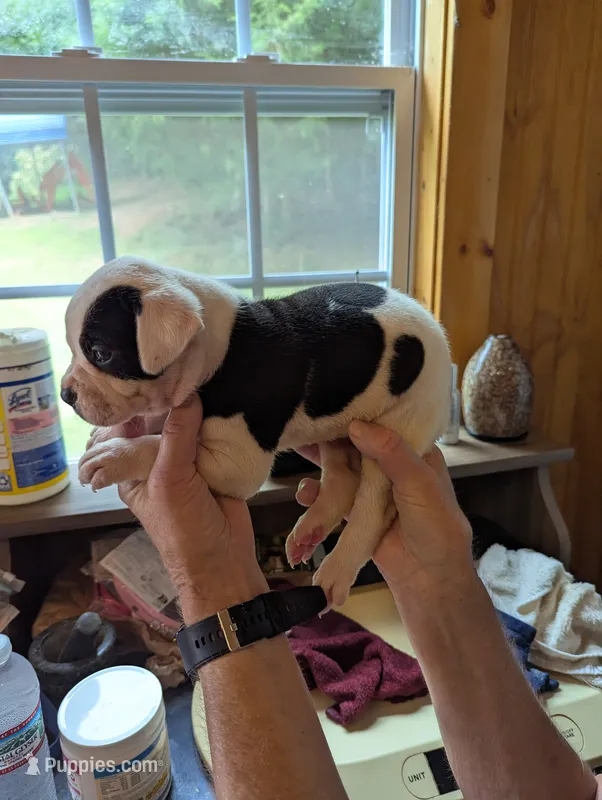 Mia – American Bulldog puppy for sale in Decatur, TN