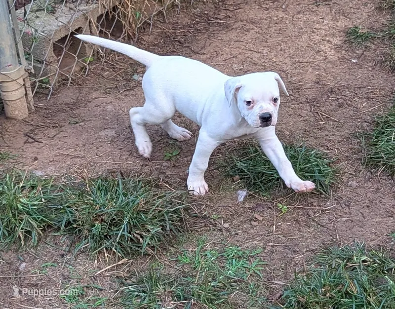 Sammi – American Bulldog puppy for sale in Decatur, TN