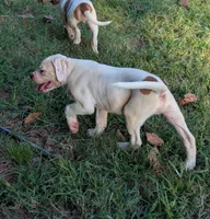 Oscar , a male American Bulldog for sale in Decatur, TN – 5 of 8