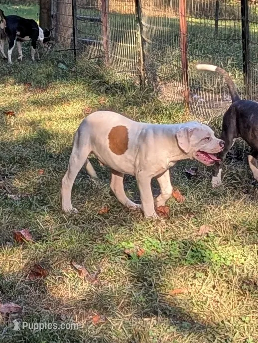 Oscar  – American Bulldog puppy for sale in Decatur, TN