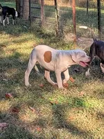Oscar , a male American Bulldog for sale in Decatur, TN – 1 of 8
