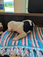 Titan , a male American Bulldog for sale in Decatur, TN – 3 of 6