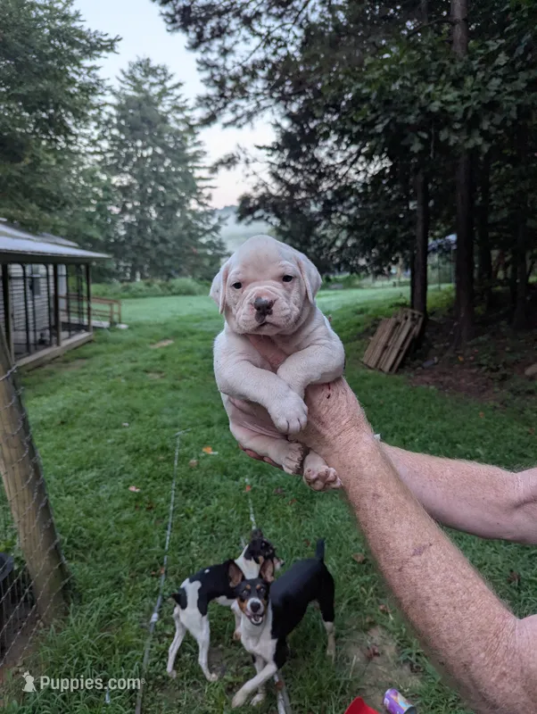 Stella  – American Bulldog puppy for sale in Decatur, TN