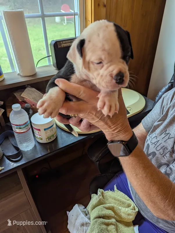 Coco – American Bulldog puppy for sale in Decatur, TN