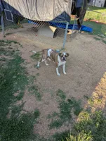 Sammi, a female American Bulldog for sale in Decatur, TN – 9 of 9