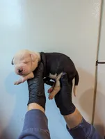 Trudy, a female American Bulldog for sale in Decatur, TN – 5 of 6