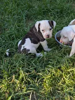 Maverick , a male American Bulldog for sale in Decatur, TN – 2 of 4