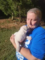 Sammi, a female American Bulldog for sale in Decatur, TN – 3 of 9